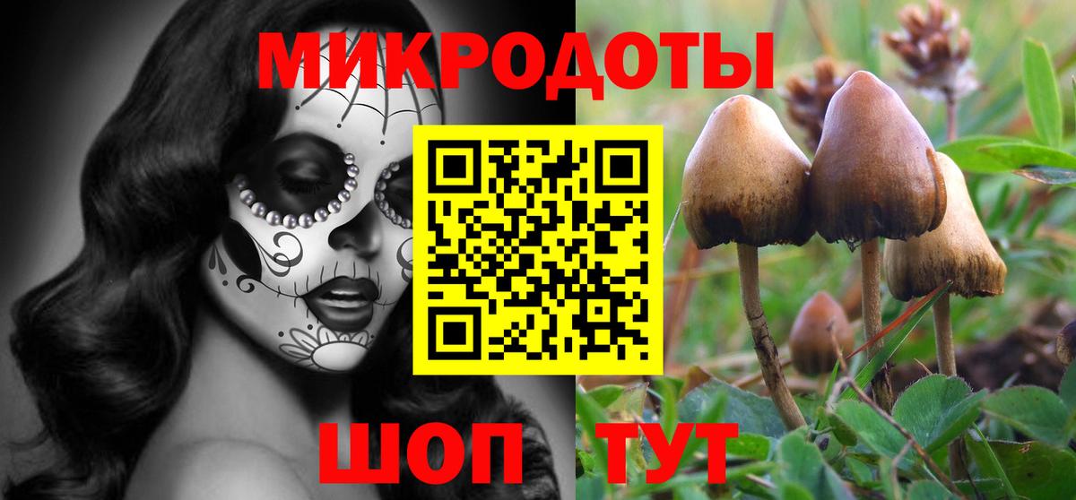 Галлюциногенные грибы Psilocybe Обнинск